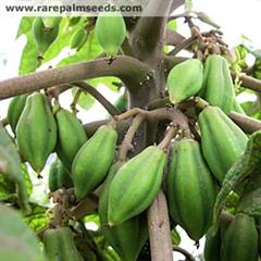پاپایا کوهی